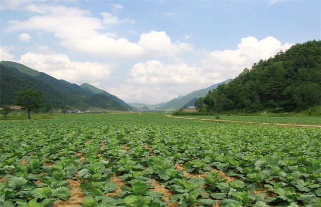 白菜 种植 技术