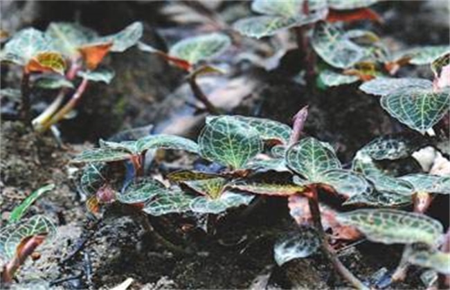 金线莲的种植方法