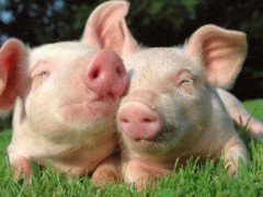 怎样防止仔猪生病,仔猪的疾病有哪些