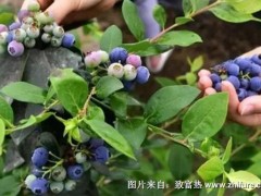 蓝莓的园地选择与准备