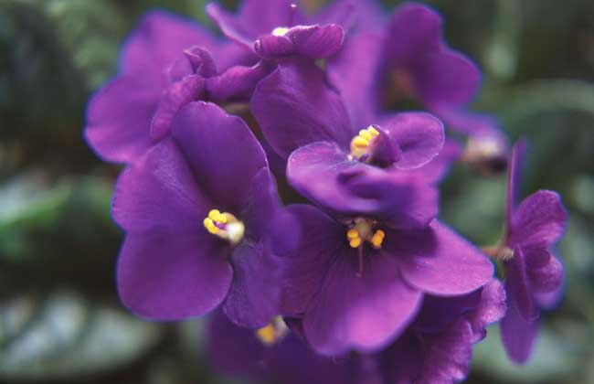 非洲紫罗兰的花语和故事