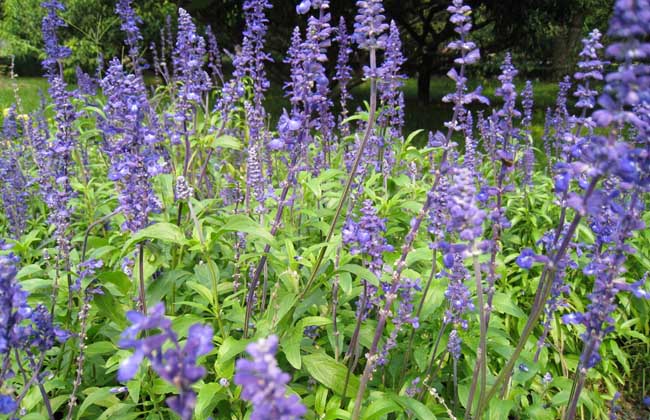 蓝花鼠尾草花期多久