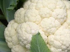 花椰菜鞭尾病缺什么？