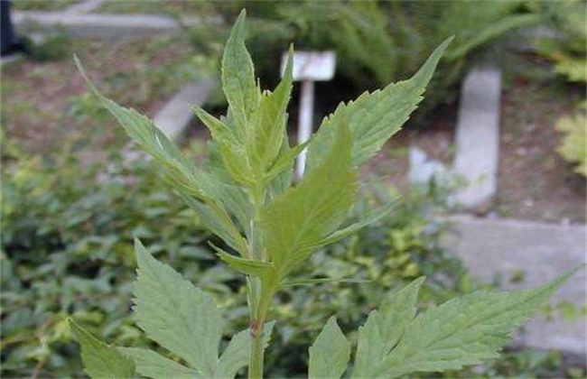 败酱草的种植<a href=https://www.dadasou.com/news/142649.html target=_blank class=infotextkey>技术</a>