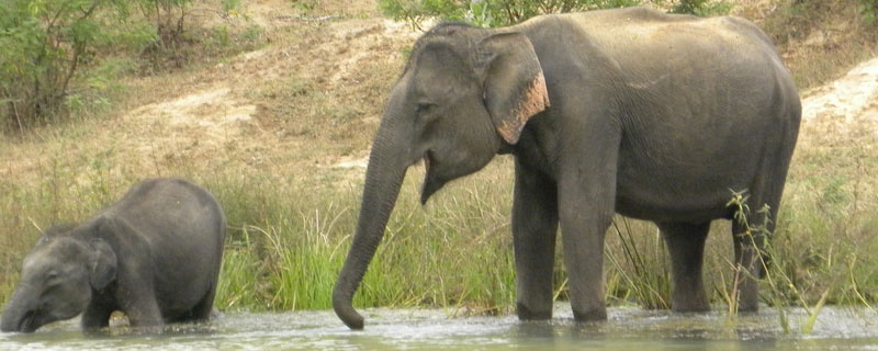 大象一年换几次板牙