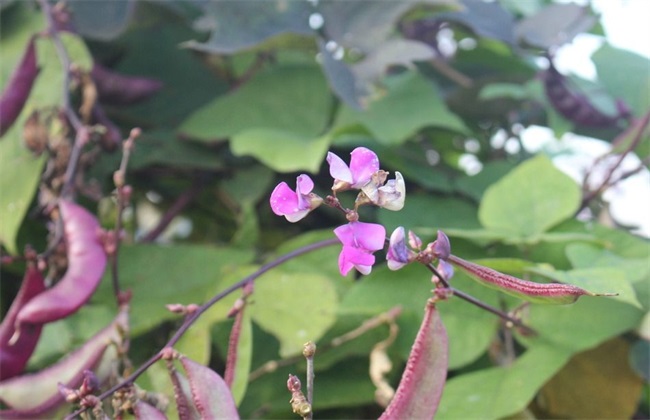 扁豆花期 如何管理