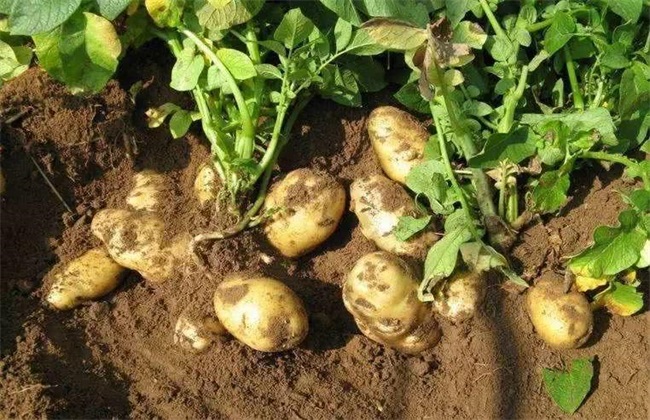 土豆 水肥管理 要点
