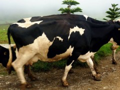 奶牛要生小牛才有奶吗？