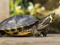 乌龟每天晒背多久？