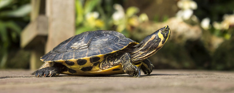 乌龟每天晒背多久