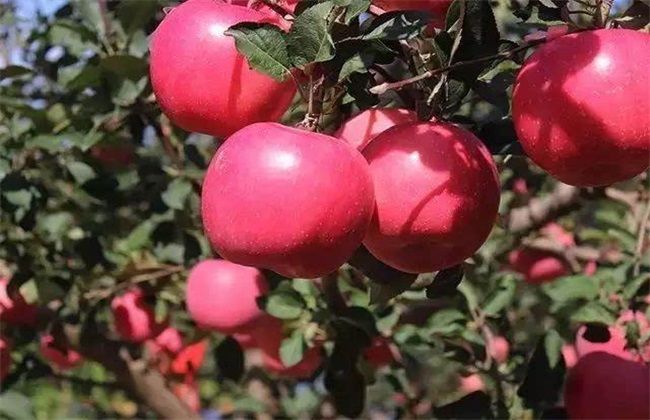 影响苹果 果实着色 因素
