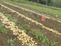 土豆种植产量不高该怎么办
