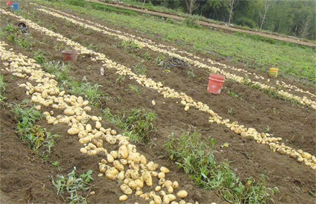 土豆种植产量不高该怎么办