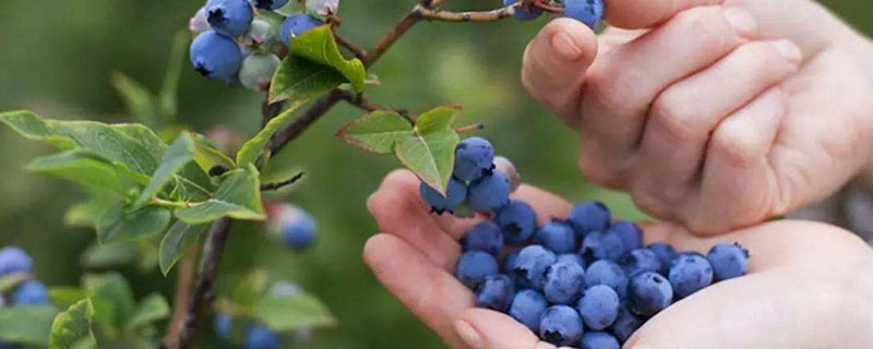 蓝莓奥尼尔和什么品种授粉比较好