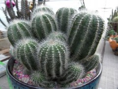 子孙球的养殖方法