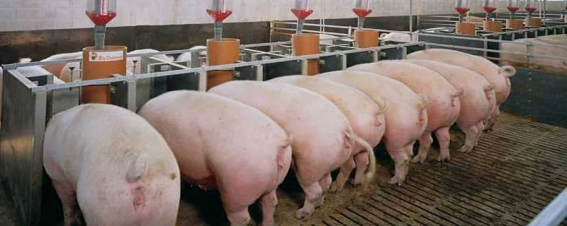 养猪场常见智能化养猪设备有哪些？科学使用可大大提高生产力