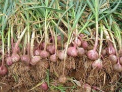 紫皮大蒜怎么种植?紫皮大蒜高产栽培技术