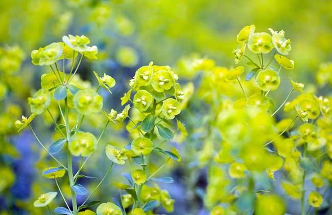 芒种是几月几日