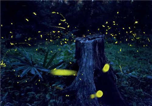 树林中的萤火虫