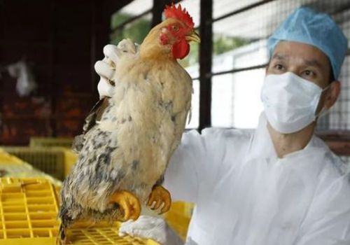 H5N6病毒是什么？人感染的主要症状有哪些？哪些人要重点防范?