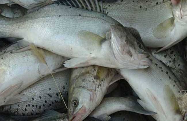 高利润淡水鱼养殖品种