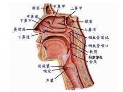 打鼾的原因及危害有哪些?