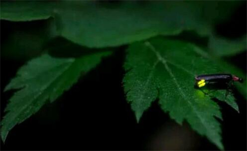 萤火虫是吃什么长大的