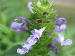 夏枯草能治甲亢吗?