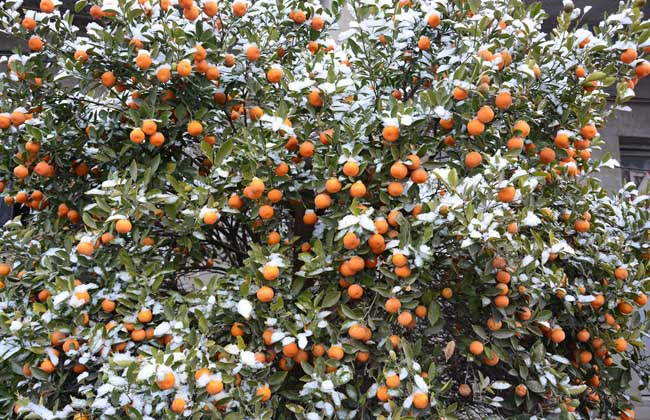 小雪节气是什么意思