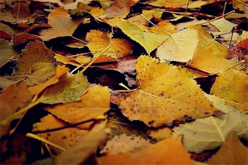 落叶是冬天还是秋天