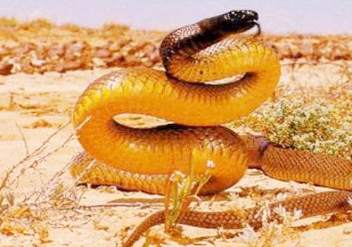 一条卷曲的泰斑蛇