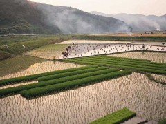 农村土地流转模式