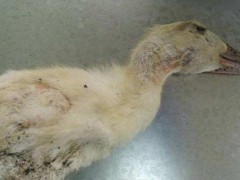 H5N6禽流感主要是什么？感染症状有哪些？会传染人吗？（附最新疫情）
