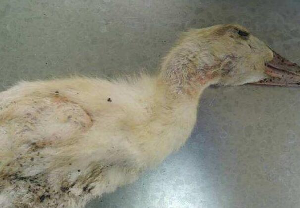 H5N6禽流感主要是什么？感染症状有哪些？会传染人吗？（附最新<a href=https://www.dadasou.com/news/120200.html target=_blank class=infotextkey>疫情</a>）