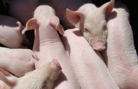 华东地区猪肉价格持续上涨,做好防控措施很重要！