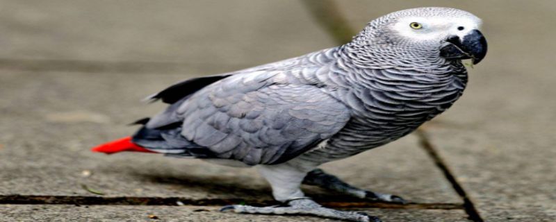 灰鹦鹉是保护动物吗