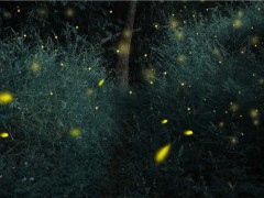 萤火虫为什么会发光？在哪里可以看到它们？