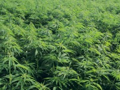 农村种植麻子可以吗