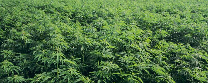 大麻