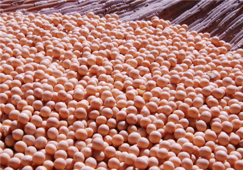全国大豆产量下降,专家建议农户分批次出售避免风险