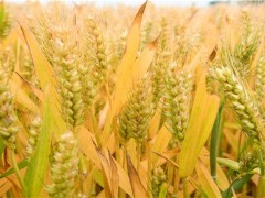 农支地保是小麦补贴吗