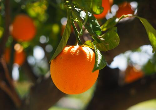 柑橘果树