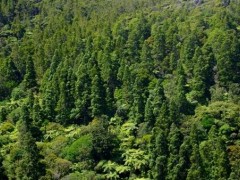 国家全面停止天然林商业性采伐！保护重点区域禁止生产经营活动！