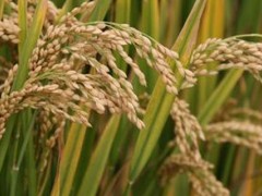 天农3水稻品种？