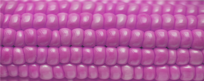 紫玉米的外形