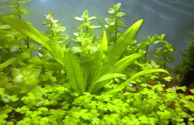 水草种类图片大全 达达搜 水草种类图片大全 达达搜