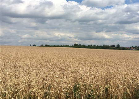 2019年小麦最低收购价格公布！每斤下降0.03元,保障农民权益