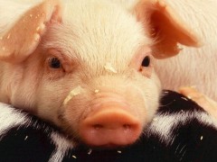 生猪价格或将突破历史最高点,猪肉还能吃得起吗?