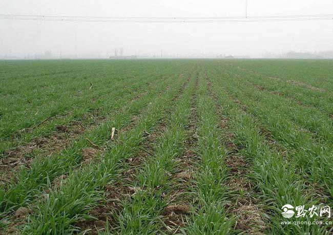 小麦出苗后可用哪些除草剂