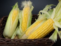 新季玉米即将上市价格或下跌,专家：来年或迎巨大利好！